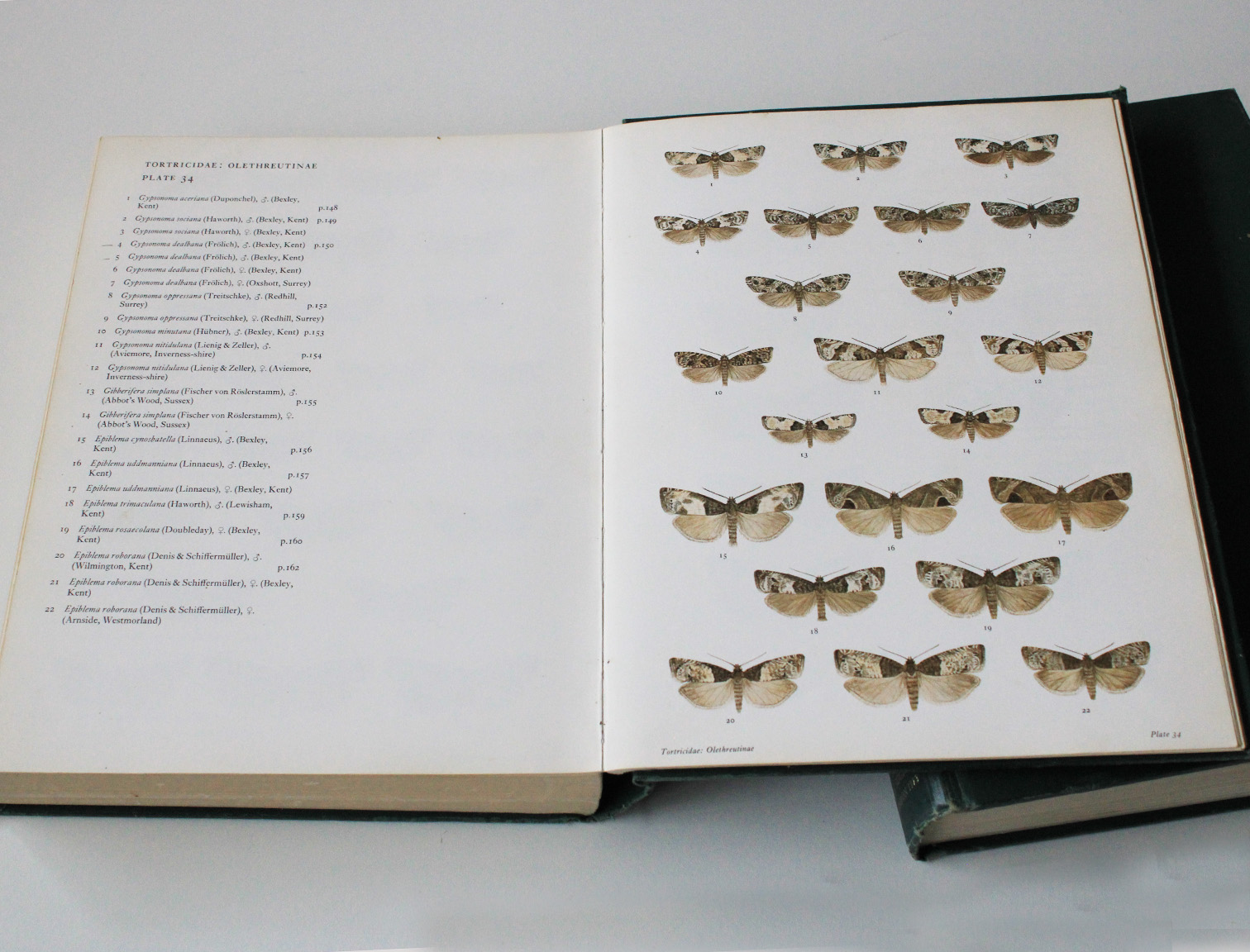 british tortrid moths 2delen1